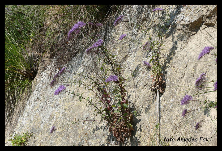 Trachelium caeruleum / Trachelio coltivato